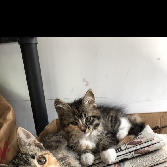 Meet your Posher, Keara - Picture 1 of 1